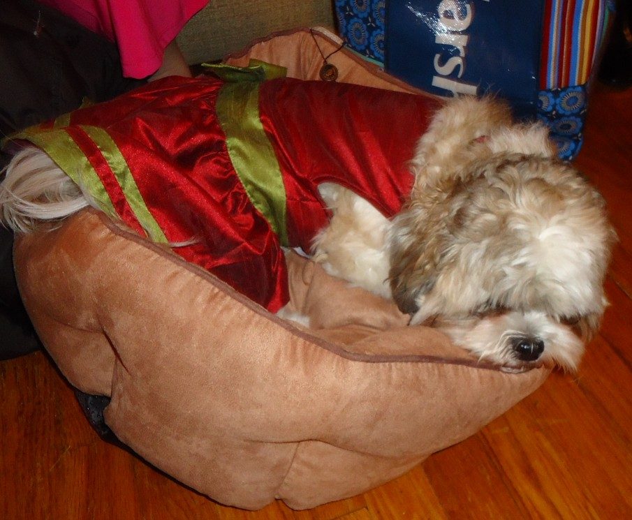 Dog resting on a durable bolster dog bed