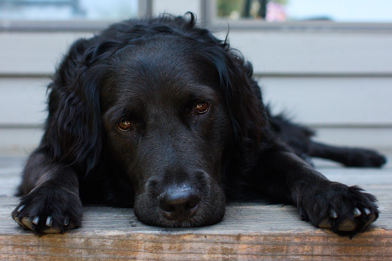 Dog looking at a pet camera at home