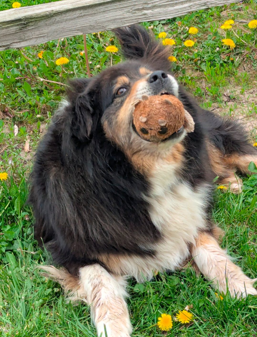 Dog chewing a tough rubber chew toy