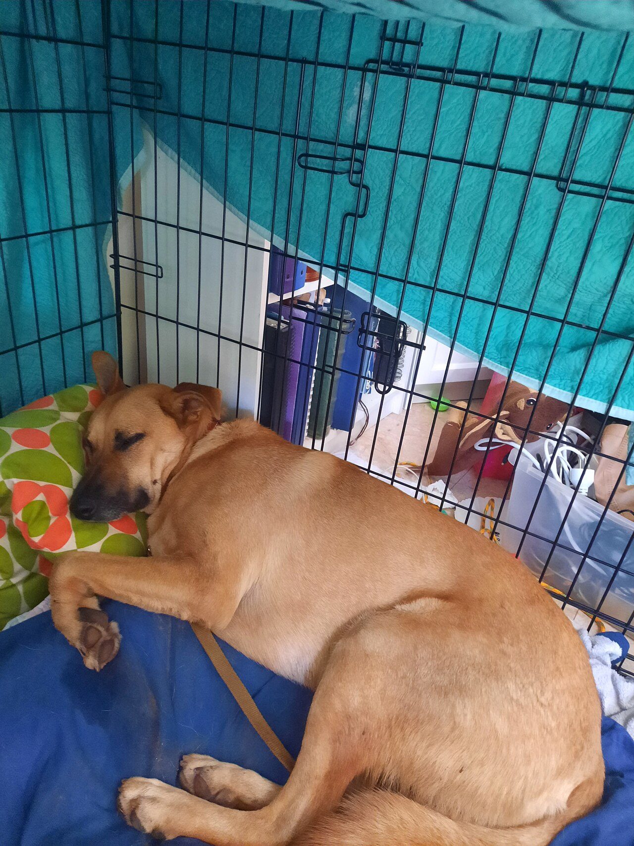 Dog lying calmly inside an open wire crate