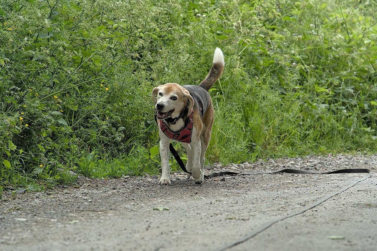 Dog wearing a harness on a walk