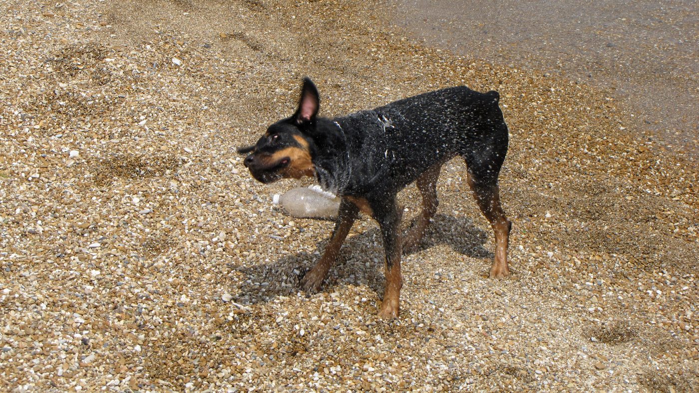 Wet dog shaking water off its coat outdoors