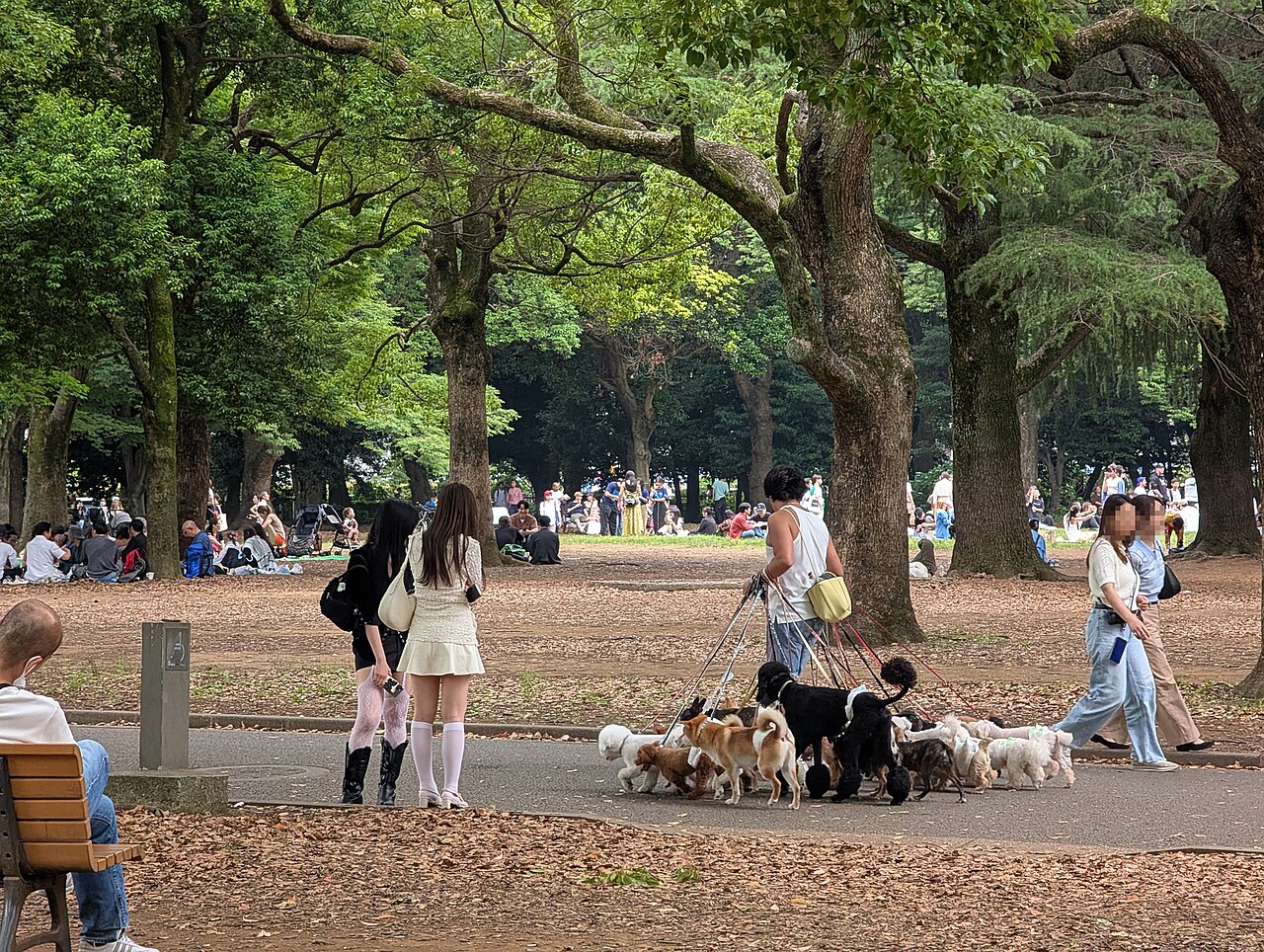 Dog walker with several dogs on leashes in the park