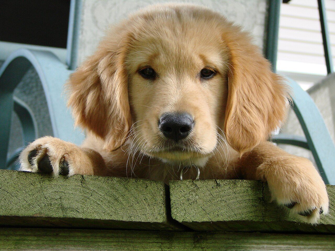 Puppy with new-owner essentials